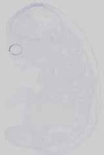 EMAGE:16479