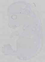 EMAGE:16484