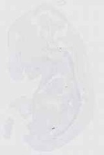 EMAGE:16491
