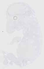 EMAGE:16491