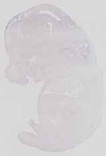 EMAGE:16501