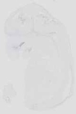 EMAGE:16502
