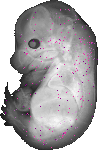 mouse atlas EMAGE spatial in situ gene expression database None
