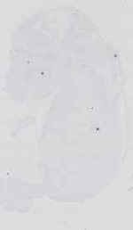 EMAGE:16539