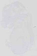 EMAGE:16539
