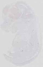 EMAGE:16540