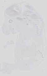 EMAGE:16543