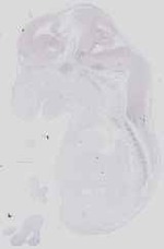 EMAGE:16543