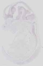 EMAGE:16543