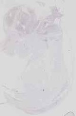 EMAGE:16543