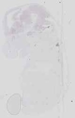 EMAGE:16543