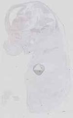 EMAGE:16543