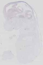 EMAGE:16543