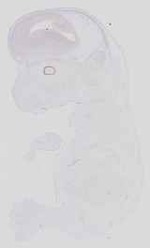 EMAGE:16543