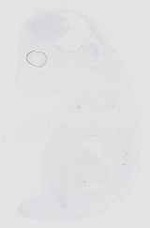 EMAGE:16552
