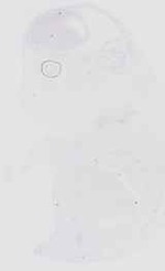 EMAGE:16552