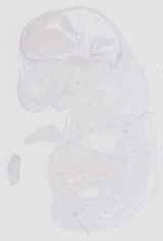 EMAGE:16552
