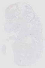 EMAGE:16552