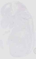 EMAGE:16552