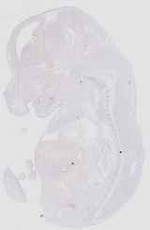 EMAGE:16552