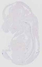 EMAGE:16552