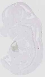 EMAGE:16552