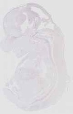 EMAGE:16552