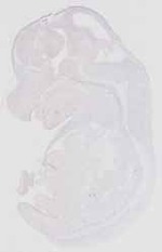 EMAGE:16552