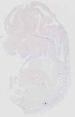 EMAGE:16552
