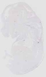 EMAGE:16552
