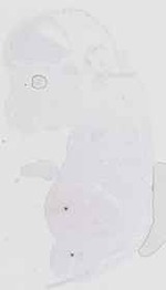 EMAGE:16552