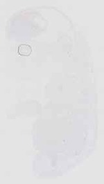 EMAGE:16552