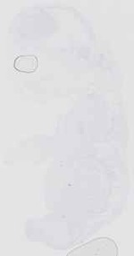 EMAGE:16552