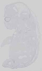 EMAGE:16562