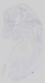 EMAGE:16562