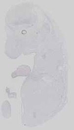 EMAGE:16562
