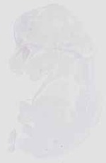 EMAGE:16563