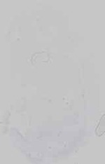 EMAGE:16567