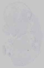EMAGE:16567