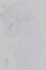 EMAGE:16571