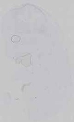 EMAGE:16571