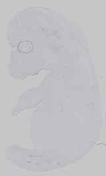 EMAGE:16572