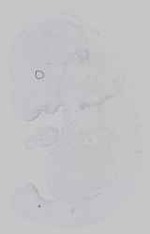 EMAGE:16572