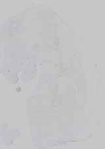 EMAGE:16572