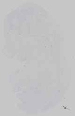 EMAGE:16572