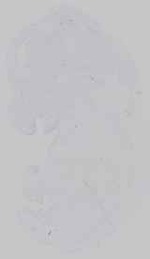 EMAGE:16572