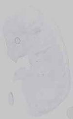 EMAGE:16572
