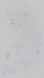 EMAGE:16572