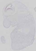 EMAGE:16584