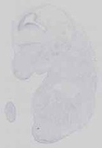 EMAGE:16584